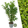 Laurierkers 'Rotundifolia', 15L, 20 stuks voor 10 m haag