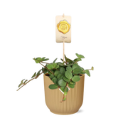 Peperomia ‘Hope’ in ELHO Vibes Fold 14cm geel