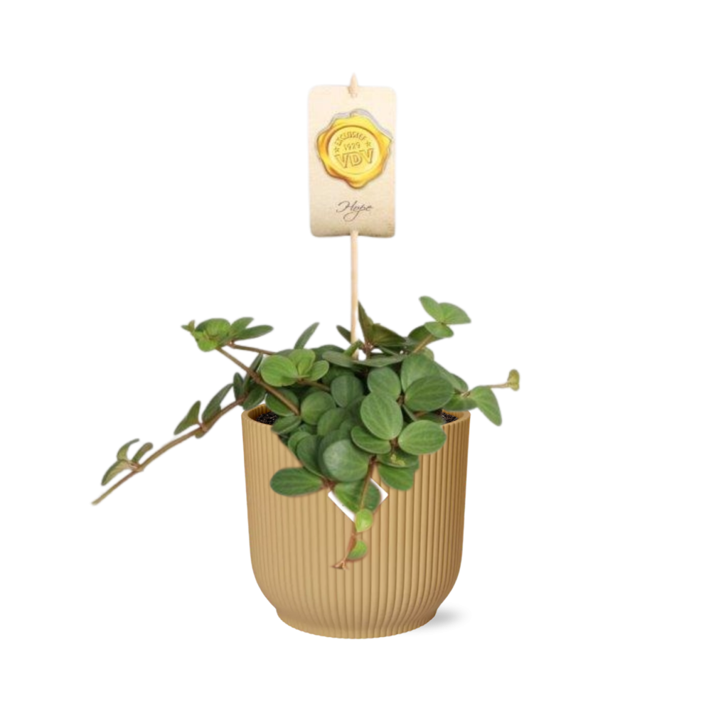 Productafbeelding van Pureplant