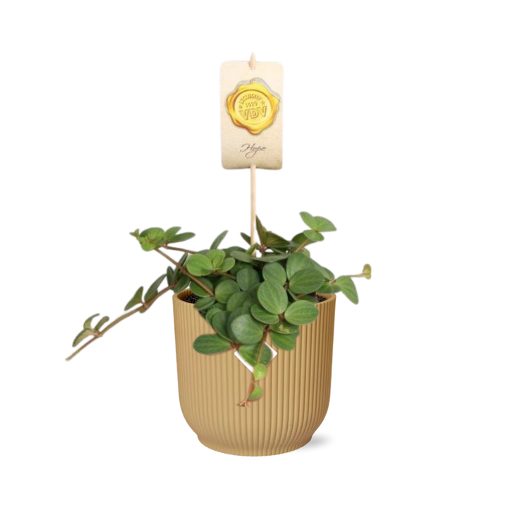 Peperomia ‘Hope’ in ELHO Vibes Fold 14cm geel