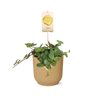 Peperomia ‘Hope’ in ELHO Vibes Fold 14cm geel