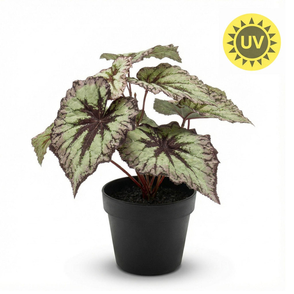 Begonia, groeiwijze van de plant