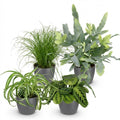 Chlorophytum, kenmerkend blad