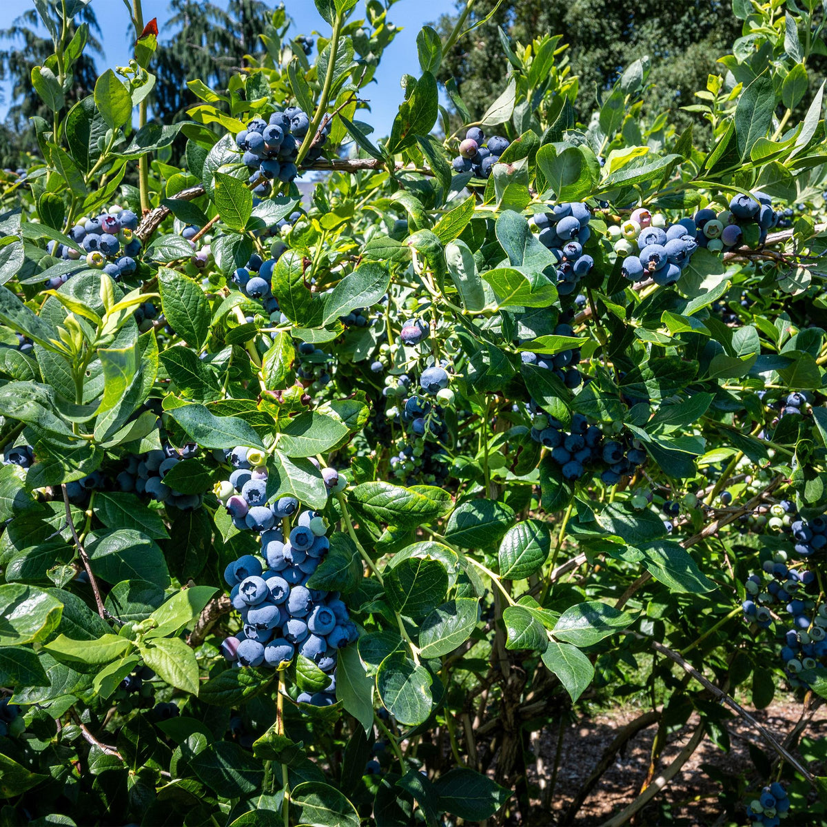 Bosbes, kenmerkend blad