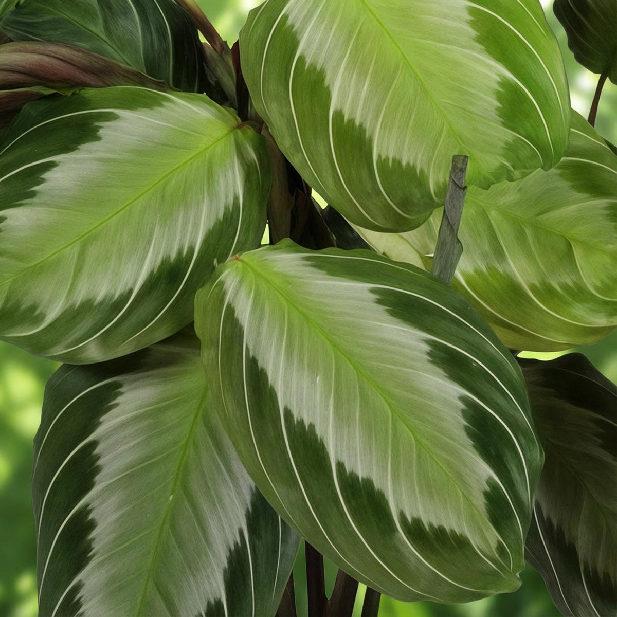 Maranta Fascinator Silverband met grijze pot, compacte plant