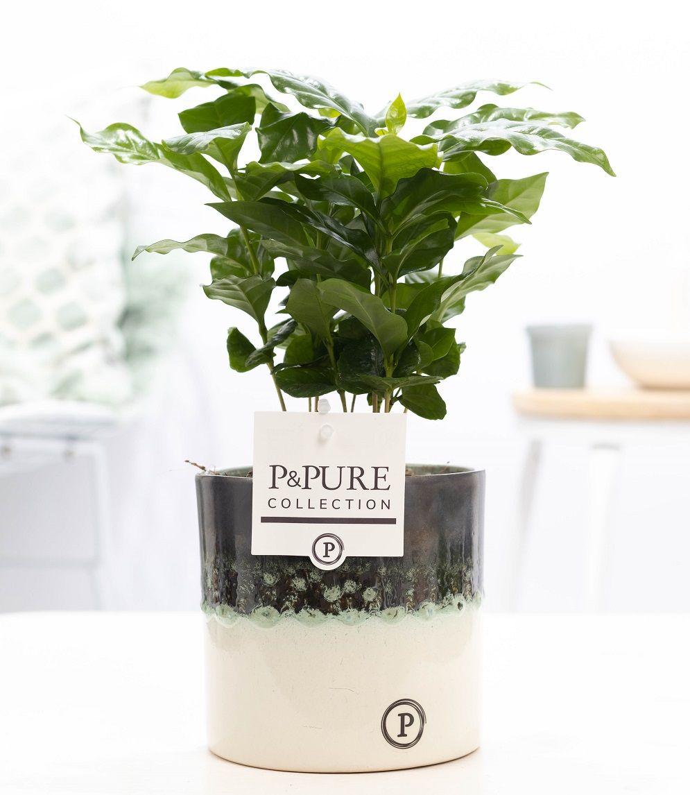Coffea Arabica In P&PURE Illusion Cer., plant in pot