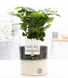 Coffea Arabica In P&PURE Illusion Cer.