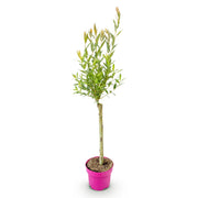 Salix Flamingo - Ø17cm - ↕70-80cm