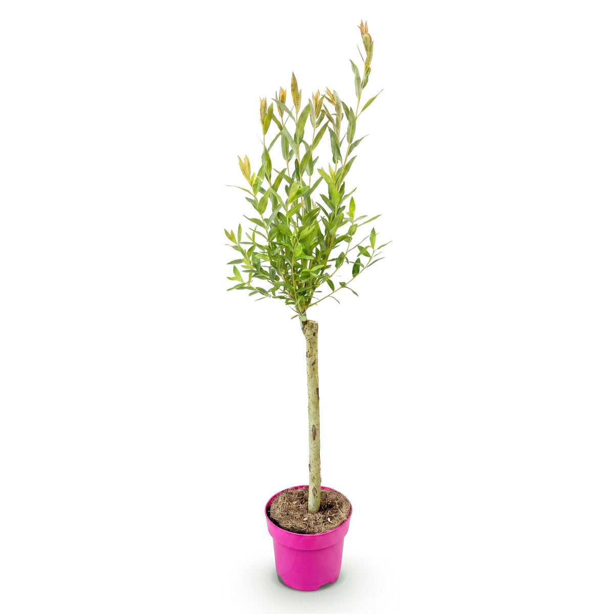Bonte wilg Salix 'Flamingo', roze blad, 70-80 cm hoog, detail van het blad