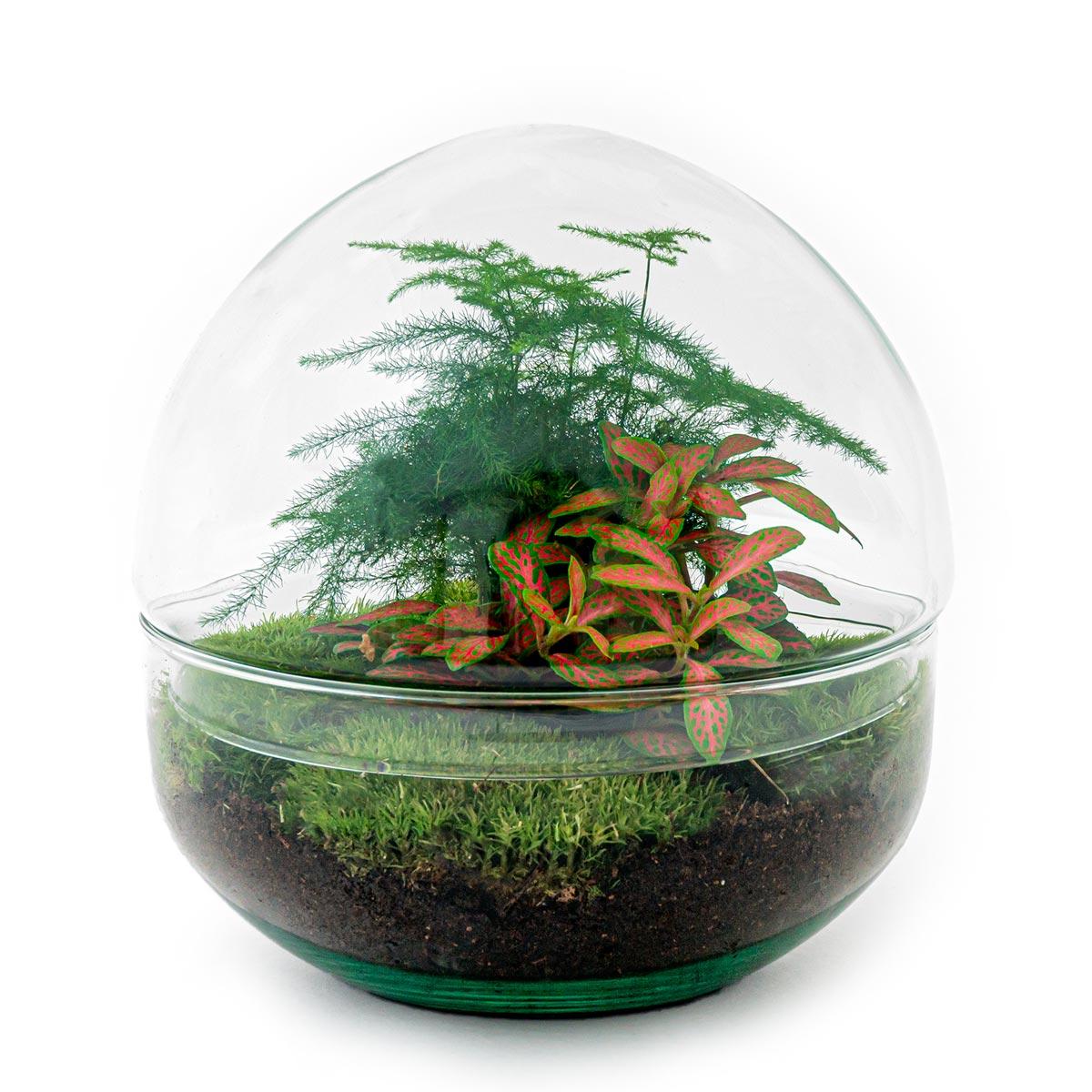 Productafbeelding van Pureplant
