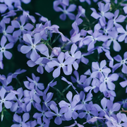 Phlox (S) &