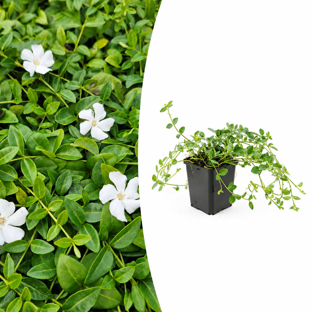 Productafbeelding van Pureplant