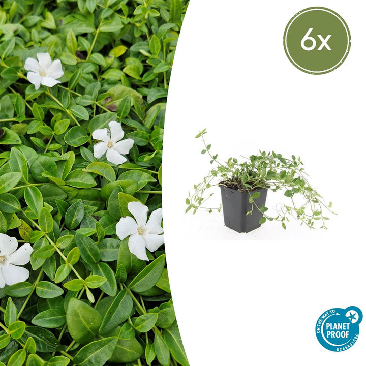 Vinca minor &