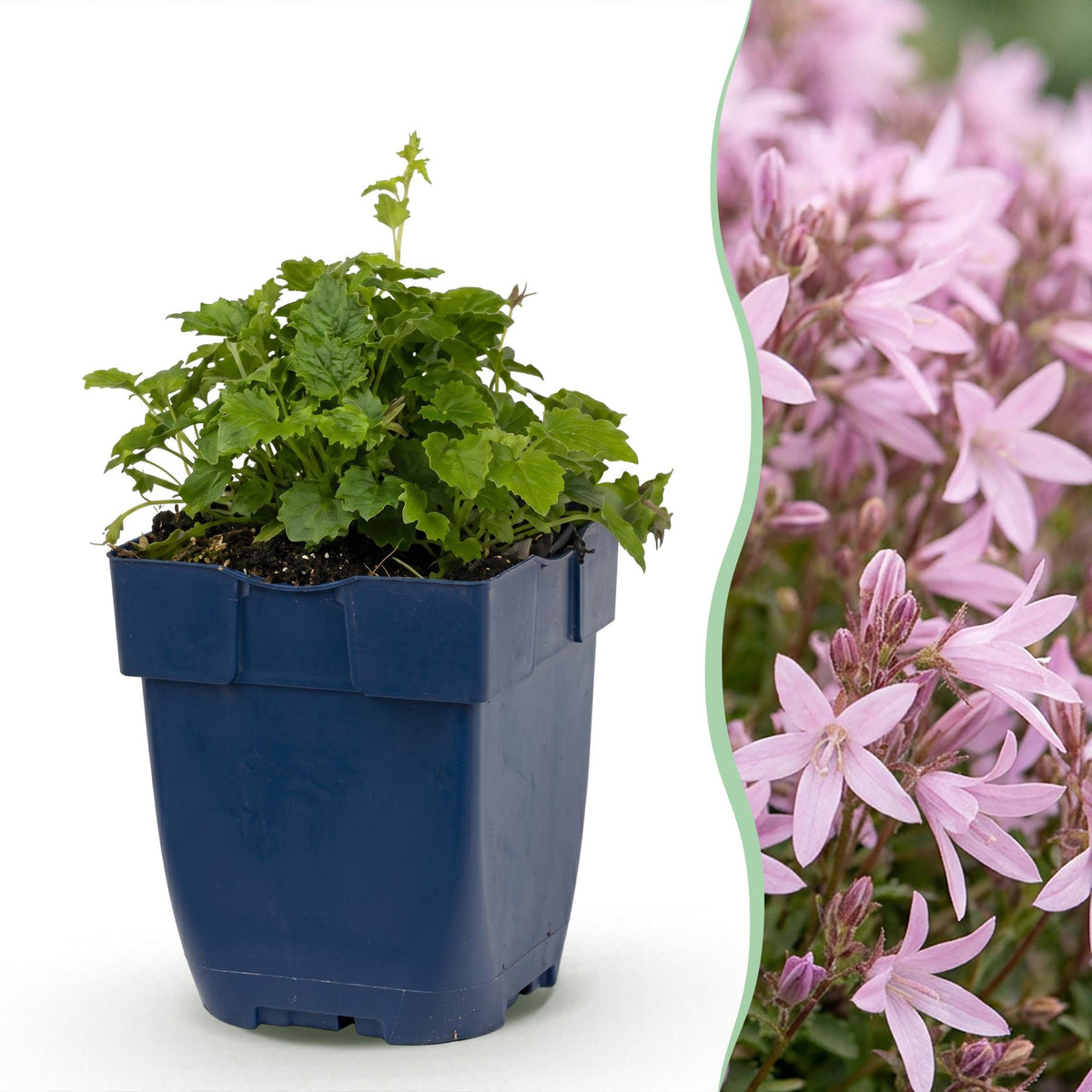 Campanula poscharskyana Lisduggan Variety - Servisch klokje, detail van het blad