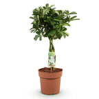Schefflera Nora, kenmerkend blad