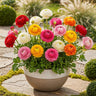 Ranunculus Mix