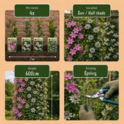 Klimplanten tricolor mix, bergclematis, passiebloem en sterjasmijn