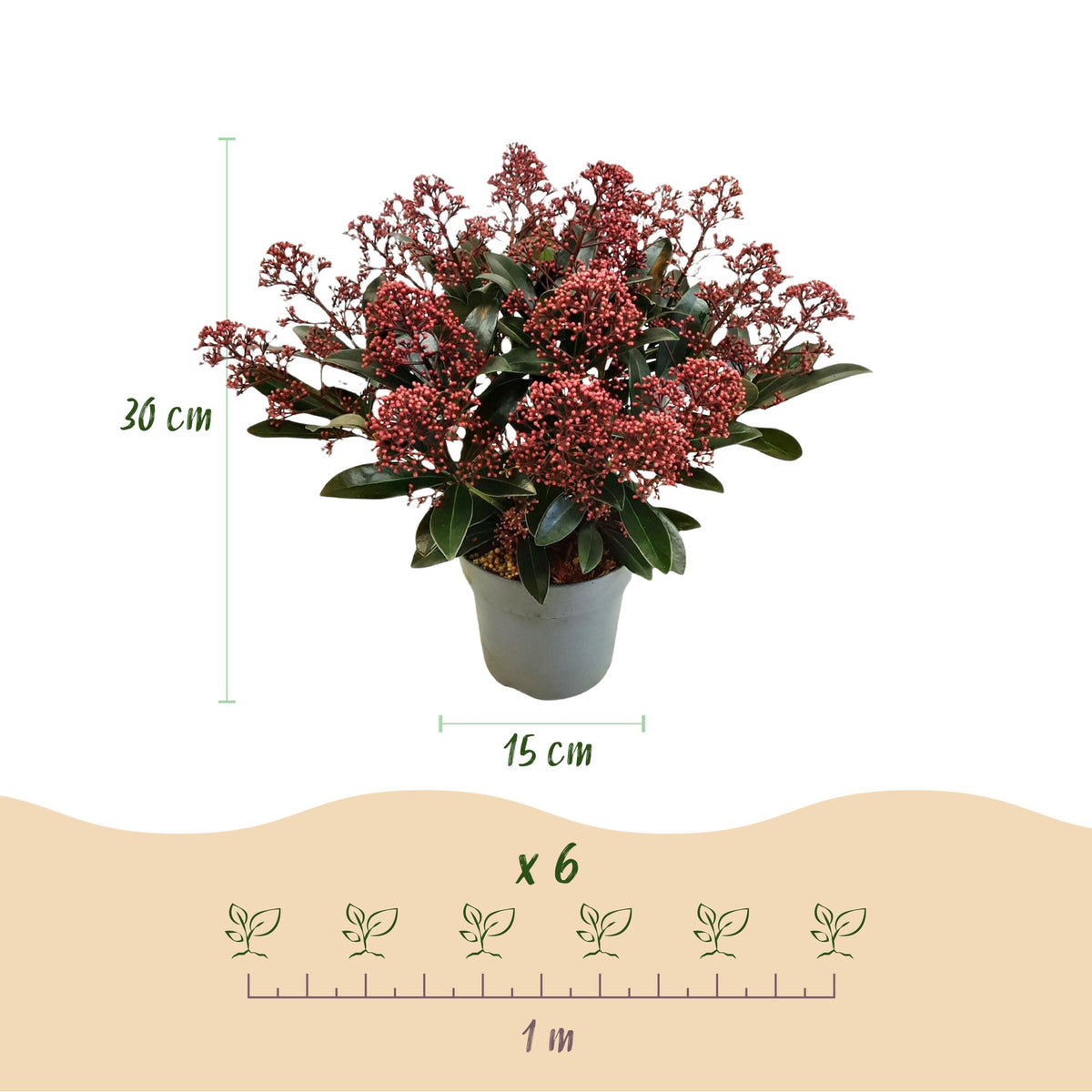 Skimmia japonica Rubella, 30 cm hoog, kenmerkend blad