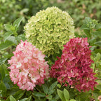 Hydrangea panniculata Groundbreaker Blush, groene bladeren
