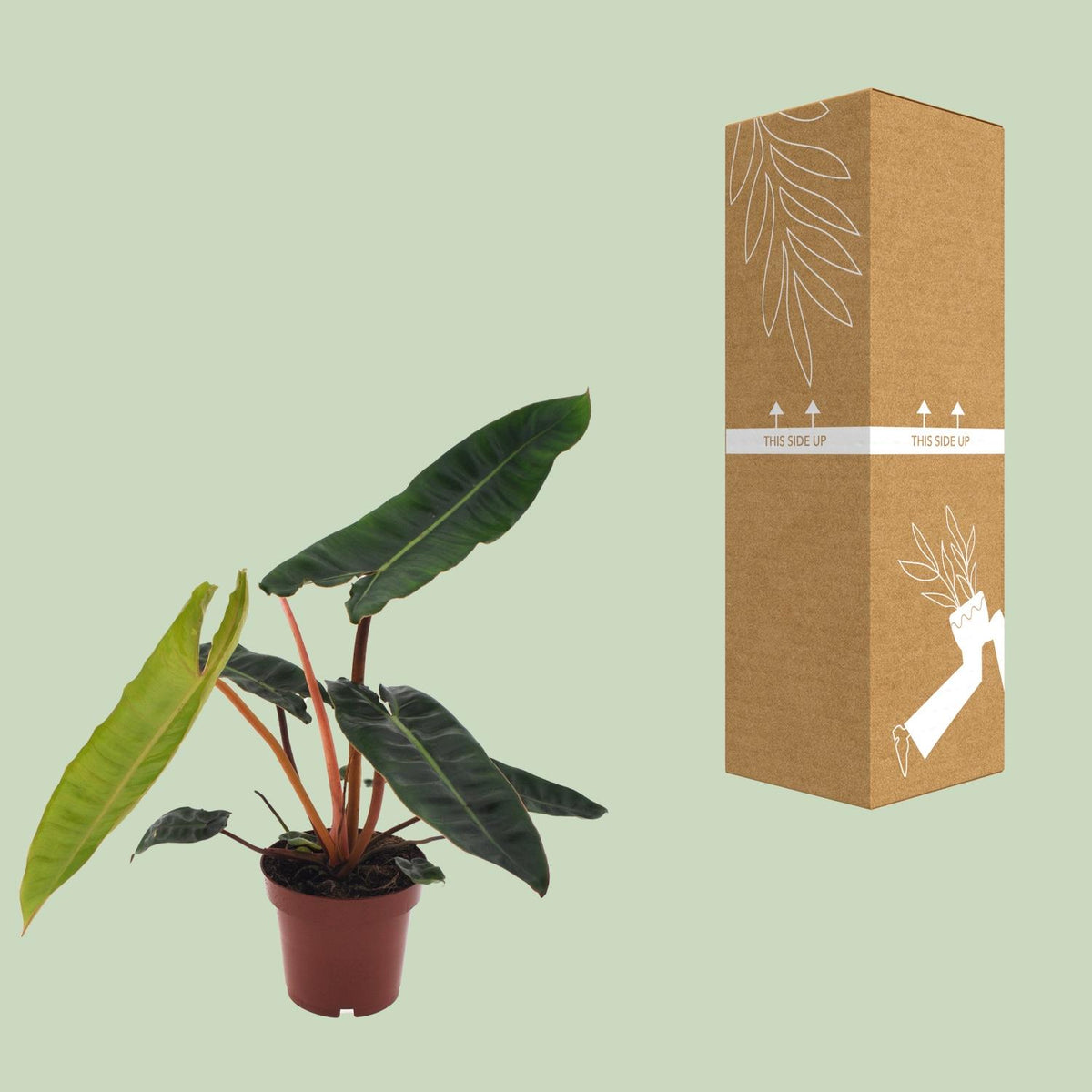 Philodendron Billietiae, kenmerkend blad