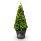 Buxus piramide BetterBuxus Skylight, detail van het blad
