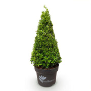 Buxus Pyramide - BetterBuxus Skylight - Resistant tegen de Buxus Schimmel - 1 Plant - Pot 23cm Hoogte 60-70cm