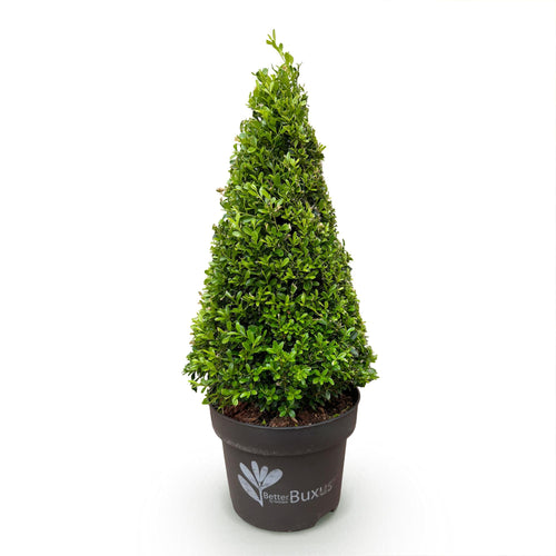 Buxus piramide BetterBuxus Skylight, detail van het blad