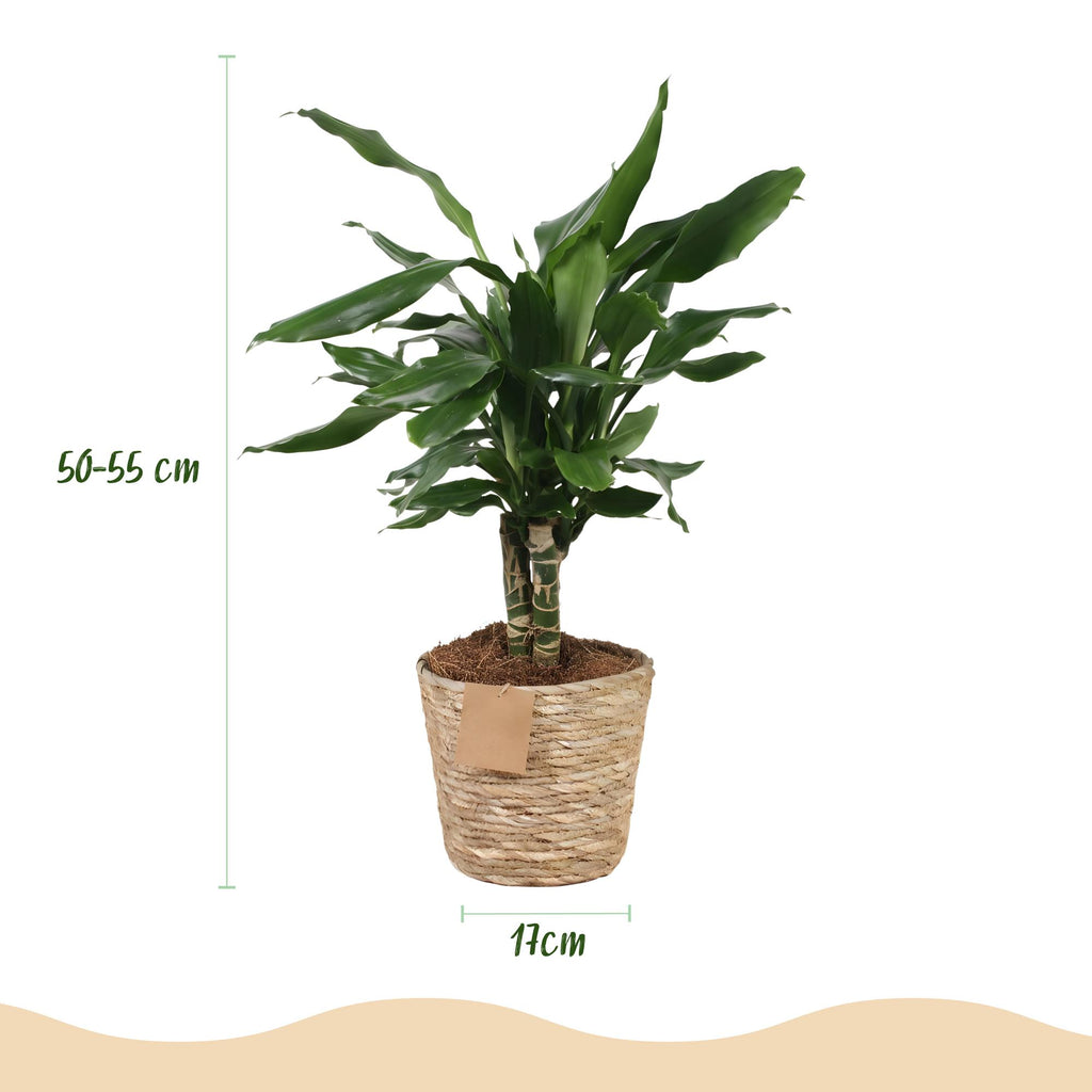 Dracaena fragrans Steudneri met mand, kenmerkend blad