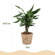 Dracaena fragrans Steudneri
