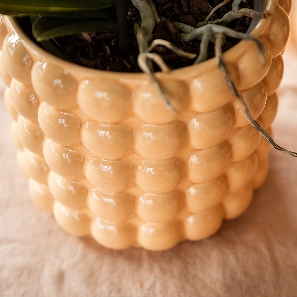 Orchidee 'Niagara Falls' Sunny Bunny met sierpot, groeiwijze van de plant
