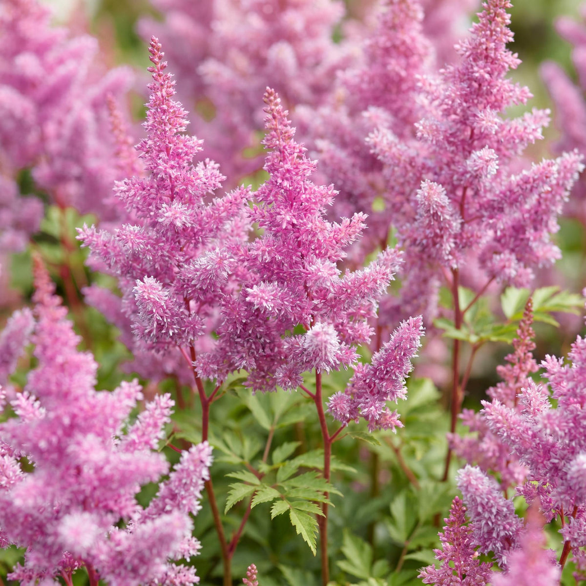 Pluimspirea chin. Pumila, groeiwijze van de plant
