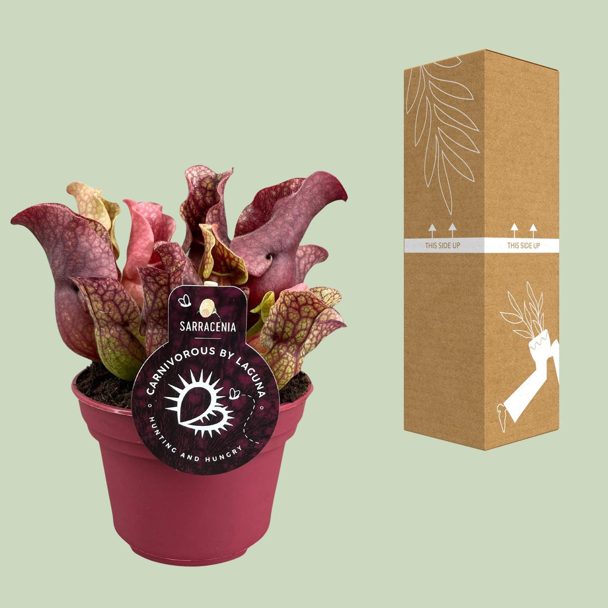 Detailfoto van Sarracenia