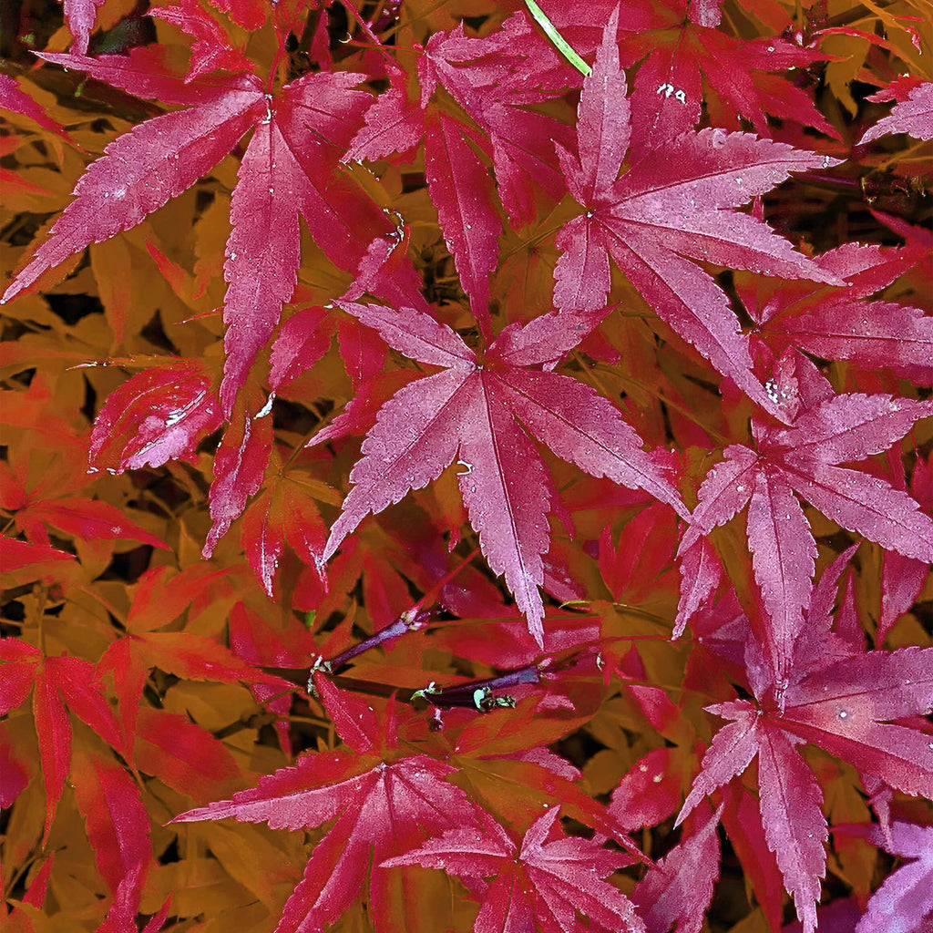 Japanse esdoorn Acer palmatum Pink Dwarf, detail van het blad