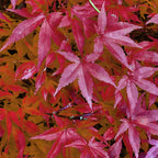 Japanse esdoorn Acer palmatum Pink Dwarf, detail van het blad