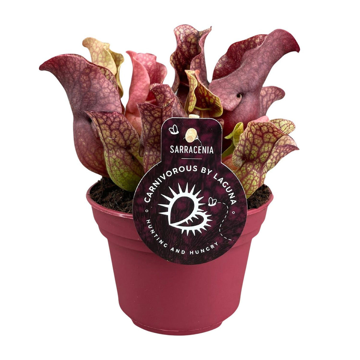 Productfoto van Sarracenia