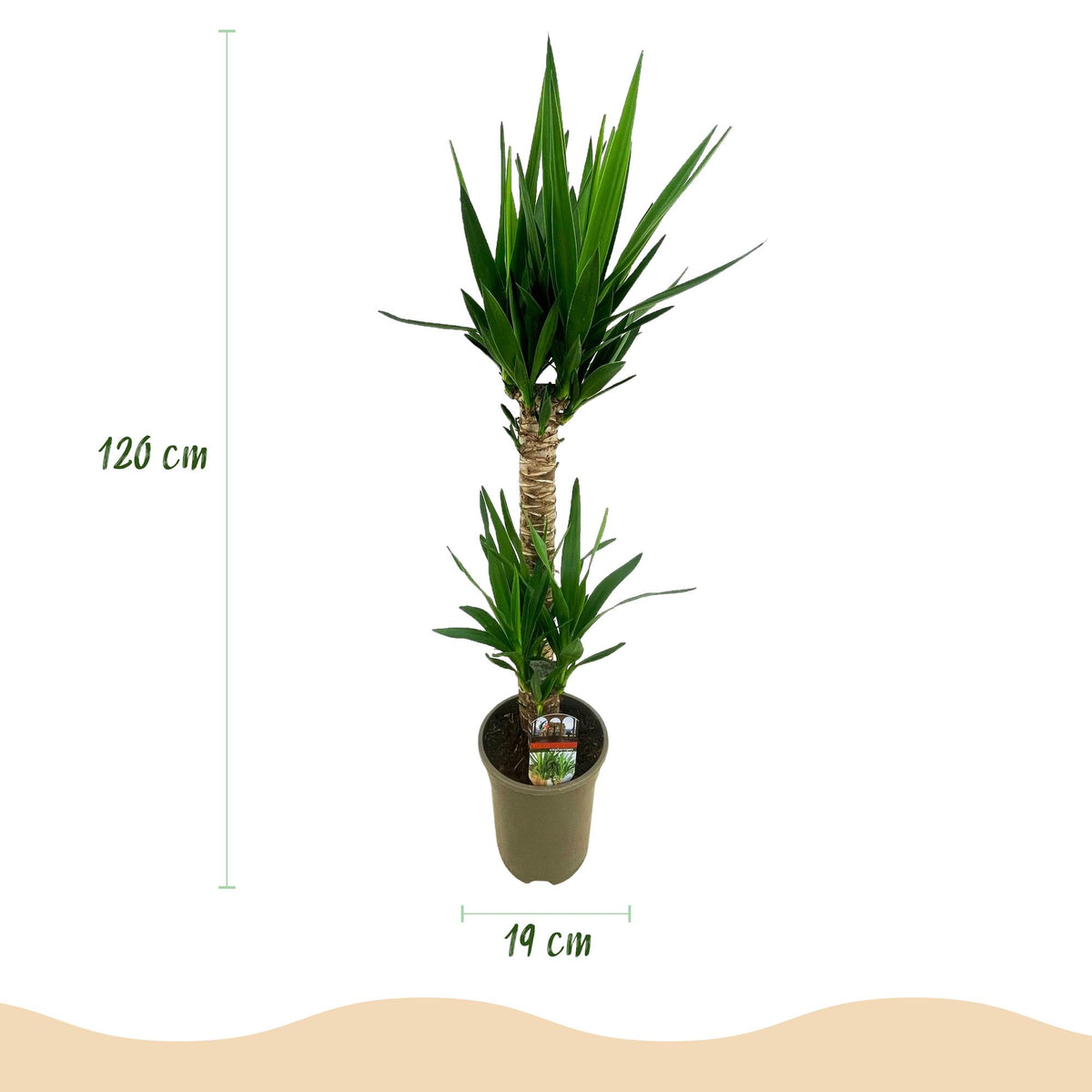 Yucca elephantipes, 95 cm hoog, sierlijke plant