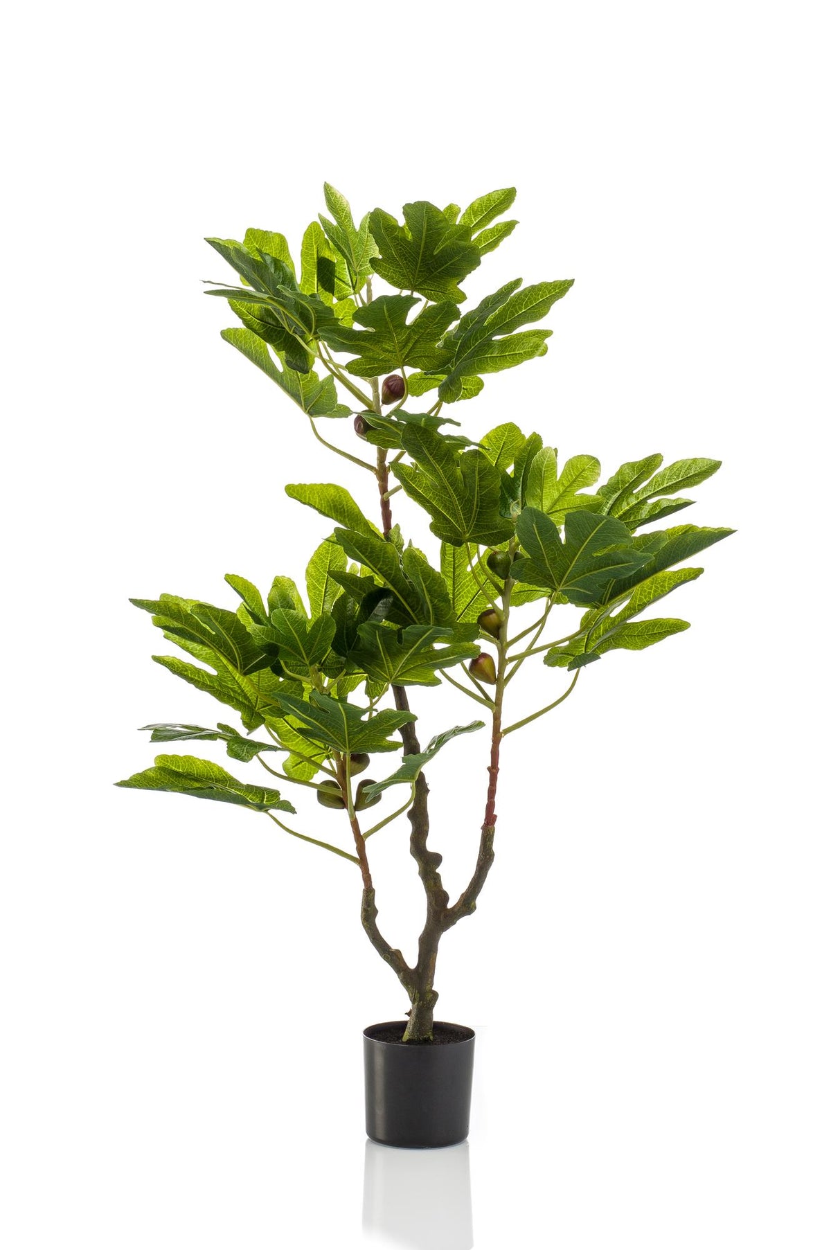 Productafbeelding van Pureplant