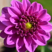Dahlia &