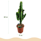 Euphorbia eritrea, 60 cm hoog, decoratieve plant