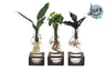 Intenz Mix, Ann glas witte dop en Naturel Single, 3 stuks