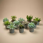 Vetplanten mix, succulenten in potjes, set van 12, detail van het blad