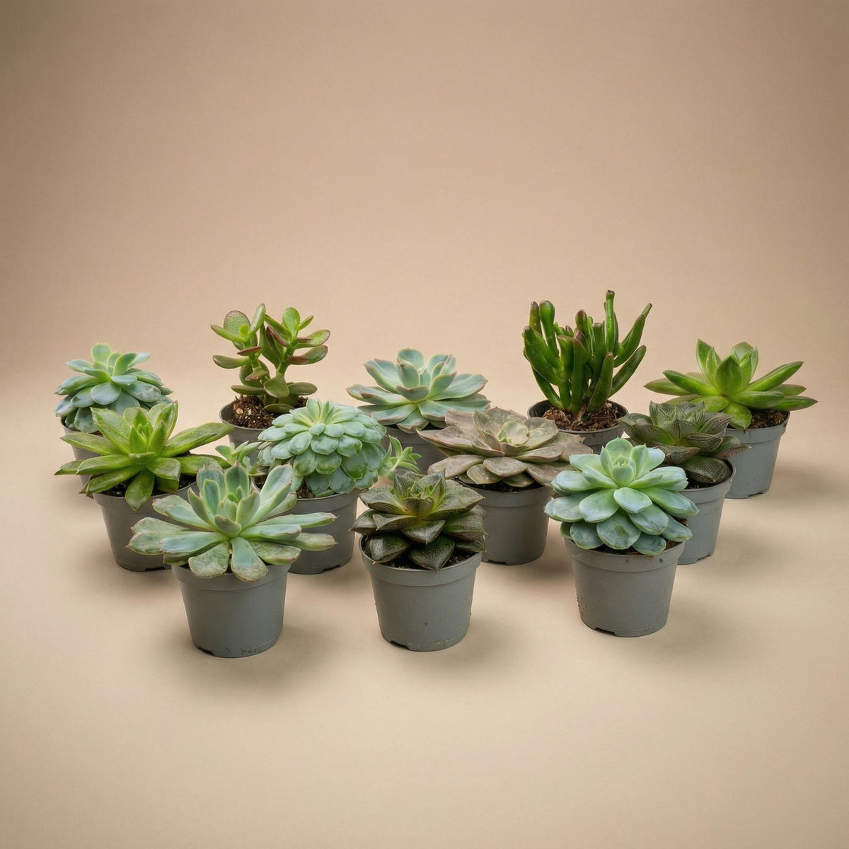 Vetplanten mix, succulenten in potjes, set van 12, detail van het blad