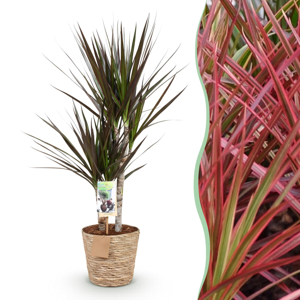 Dracaena Magenta met mand, detail van het blad