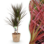 Dracaena Magenta met mand, detail van het blad