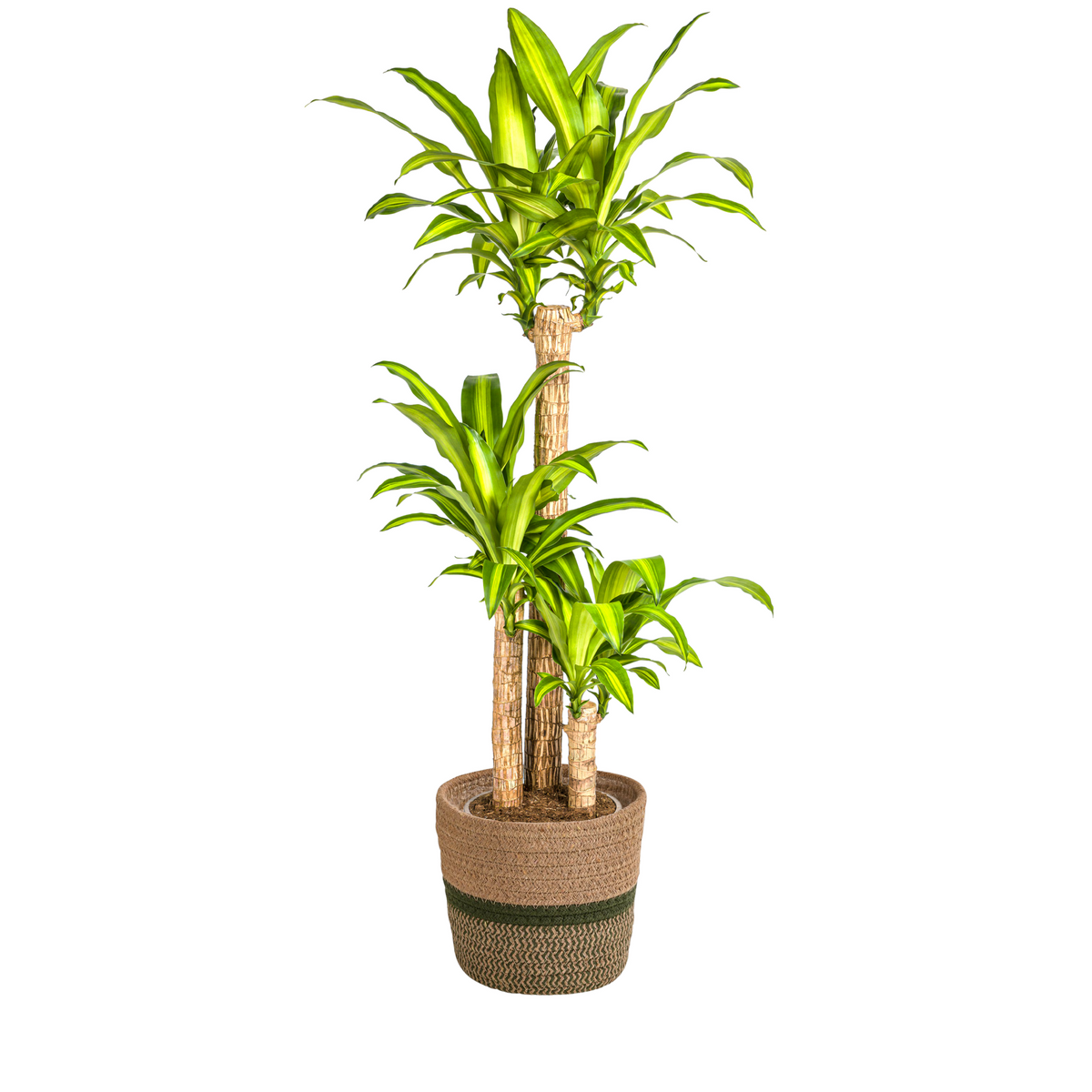 Dracaena Fragrans Massangeana met mand, plant in pot