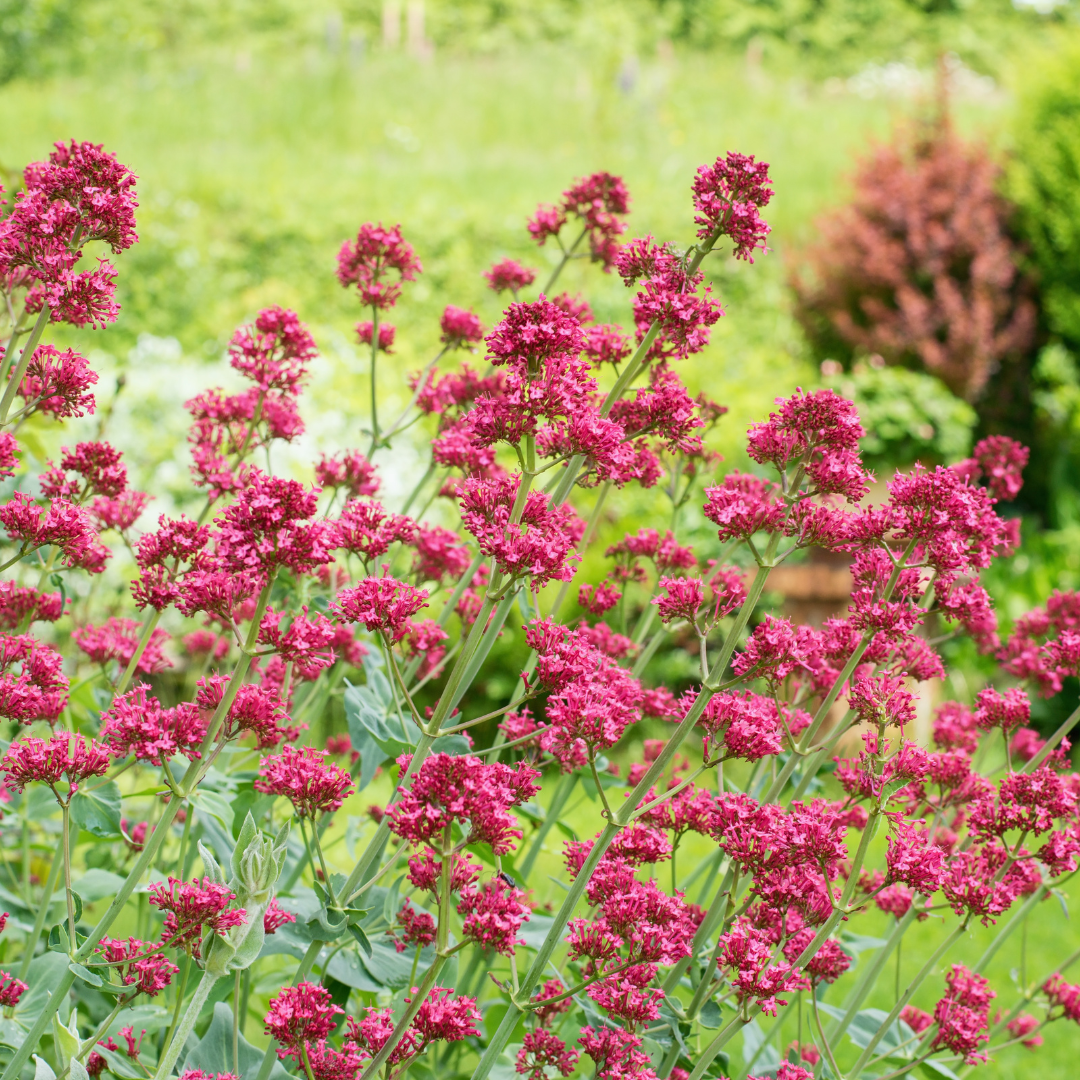 Centranthus ruber 'Coccineus', groeiwijze van de plant