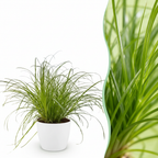 Cyperus alternifolius Zumula met witte pot, kenmerkend blad