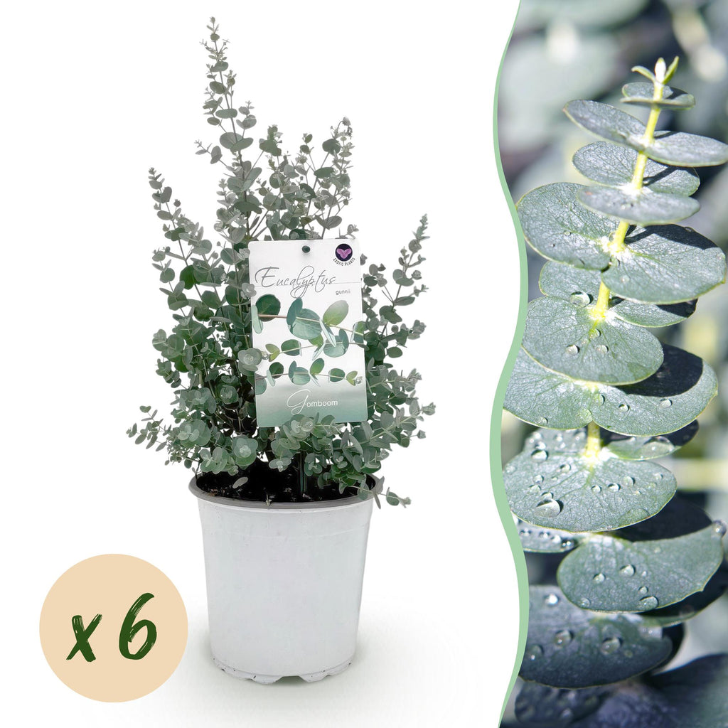Eucalyptus gunnii, 40 cm hoog, plant voor tuin en border