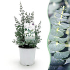 Eucalyptus gunnii, 40 cm hoog, plant voor tuin en border