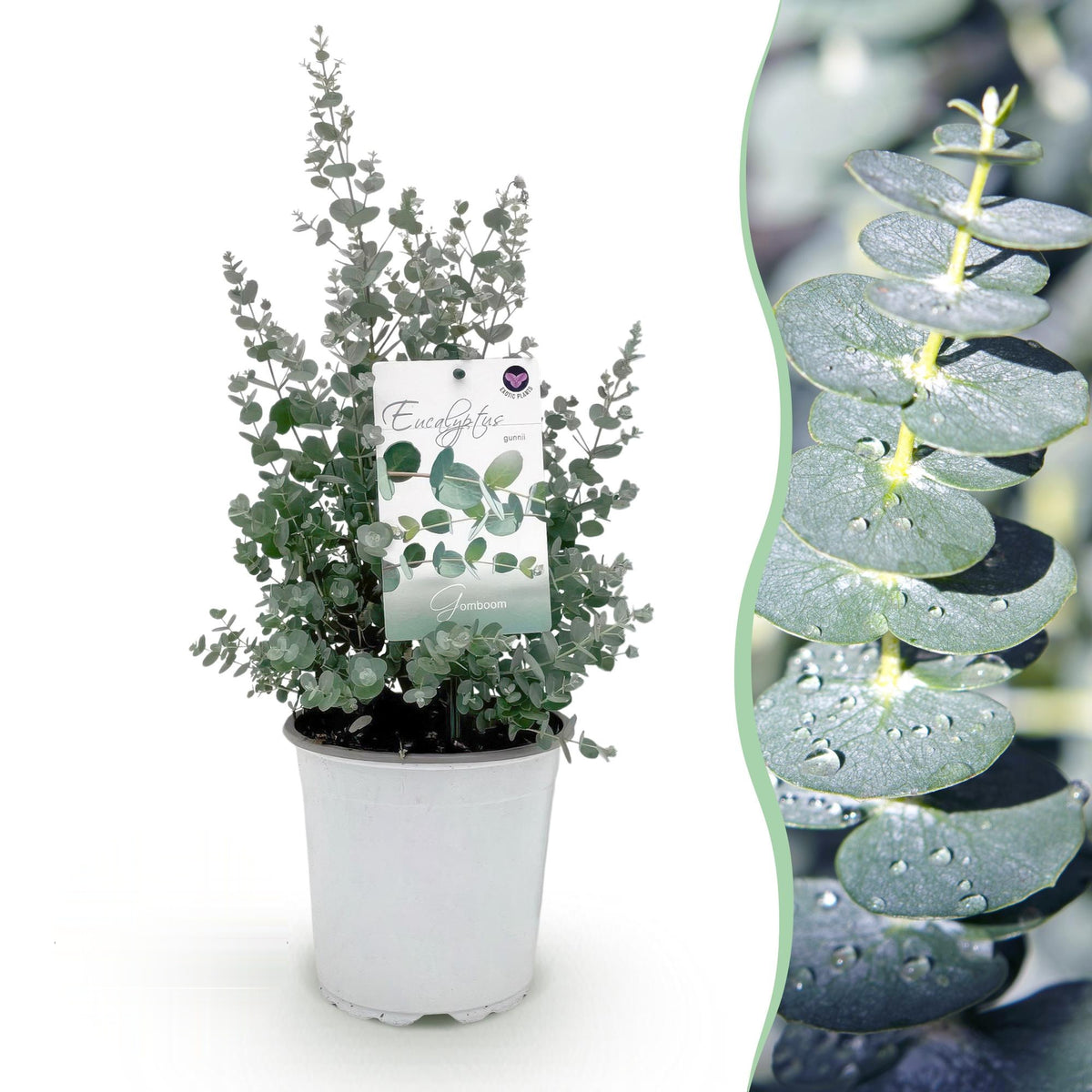 Eucalyptus gunnii, 40 cm hoog, plant voor tuin en border